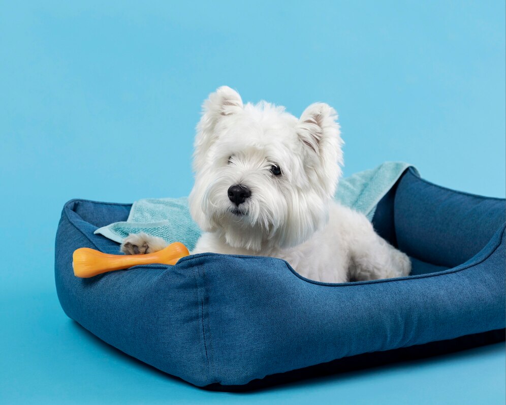 Köpek Çişi Lekesi Koltuktan Nasıl Çıkar? Evde Uygulayabileceğiniz Pratik Çözümler
