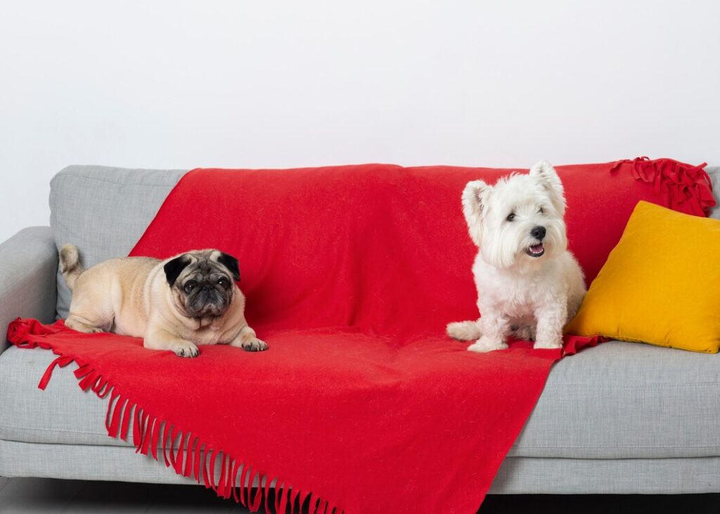 Köpek Çişi Lekesi Koltuktan Nasıl Çıkar?